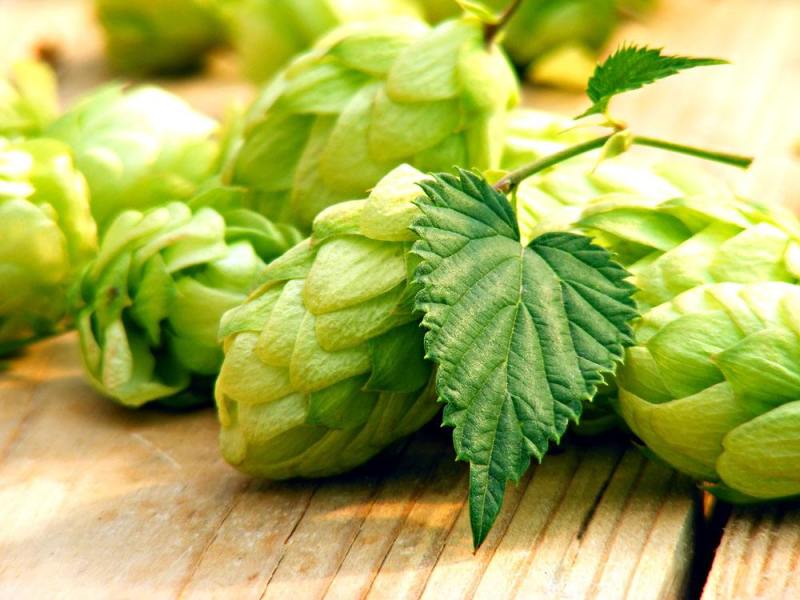精釀啤酒 | 酒花制品的種類及特點有哪些？